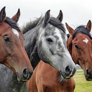 Buchanan Seeks Permanent Ban on Horse Slaughter